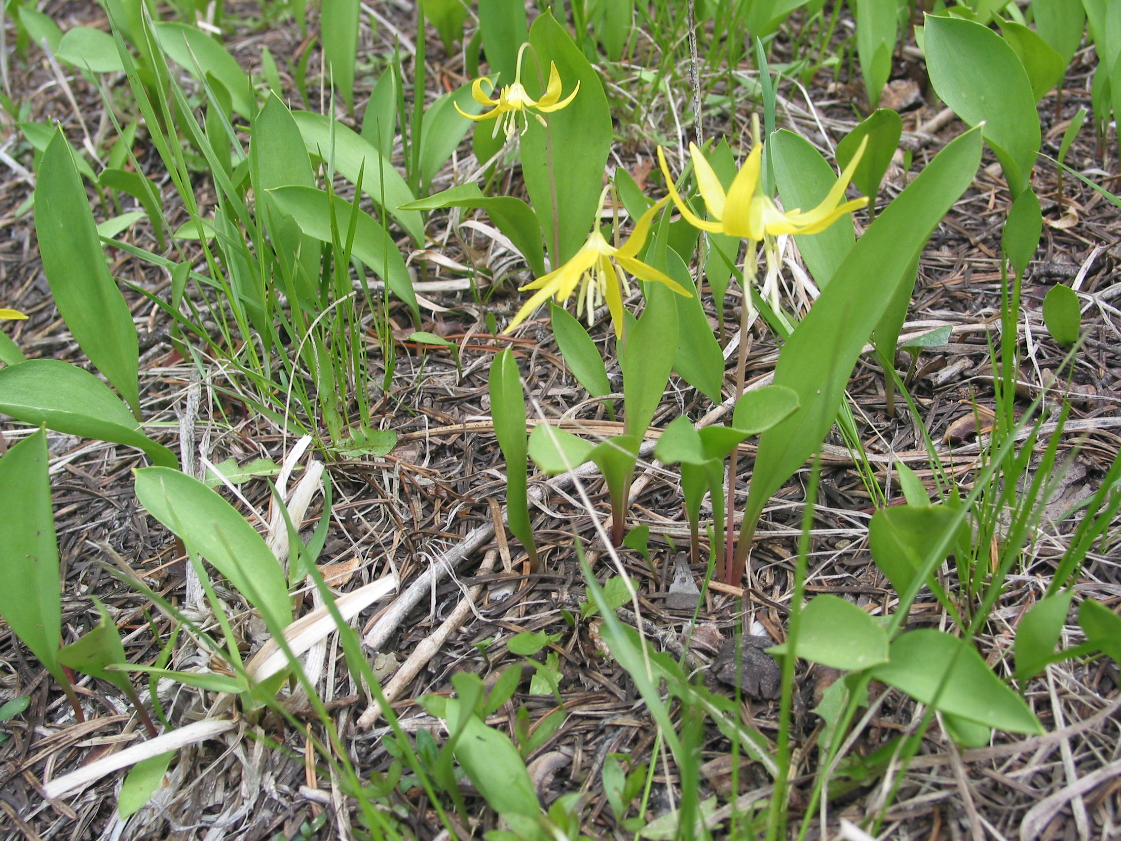 Glacier Lily (Erythronium grandiflorum)

